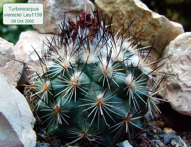 Turbinicarpus _viereckii_ Lau1159 _01